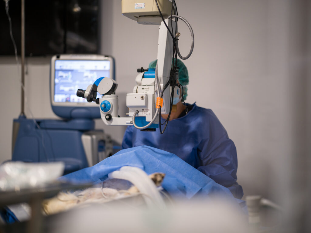 Remisión de casos Veterinarios en Las Palmas
