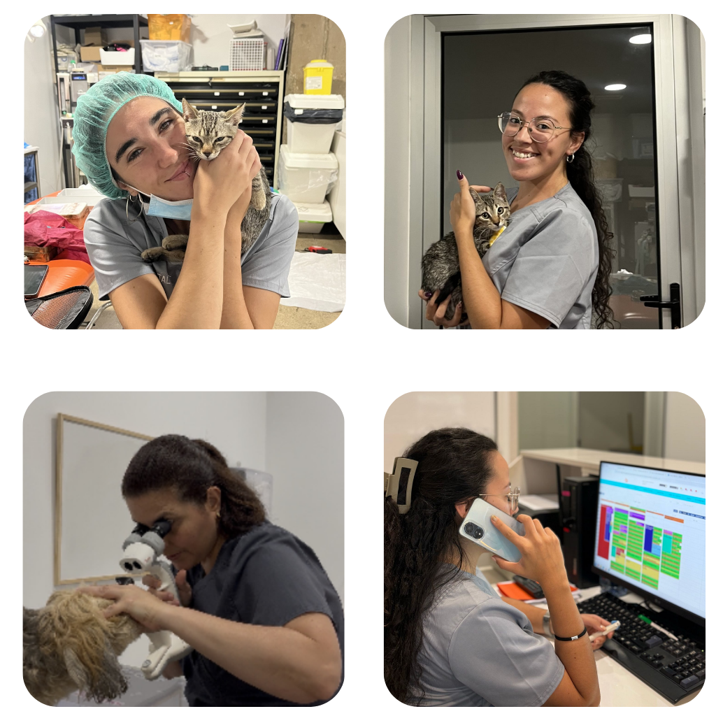 Oftalvet Especialidades Veterinarias Las Palmas Oftalvet Especialidades Veterinarias Las Palmas